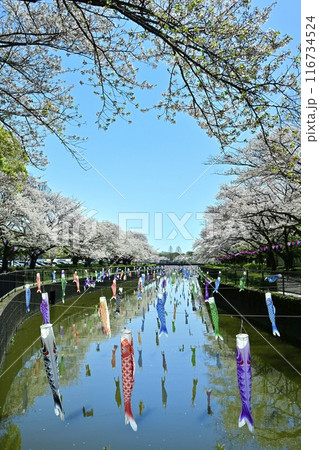館林市の鶴生田川に架かる鯉のぼりと桜並木 館林市の鶴生田川に架かる鯉のぼりと桜並木 116734524