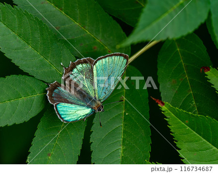 アイノミドリシジミ アイノミドリシジミ 116734687