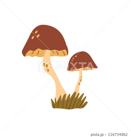 Edible mushrooms isolated on white background. Vector hand drawn flat illustration 116734862
