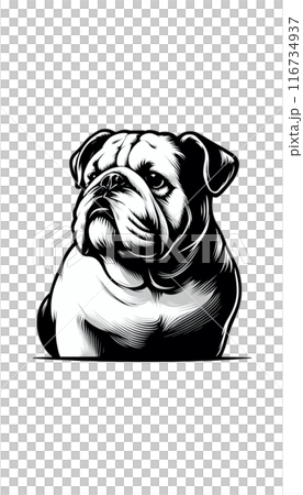 Monotone image of an English Bulldog. Tough, hard appearance, friendly nature. 116734937
