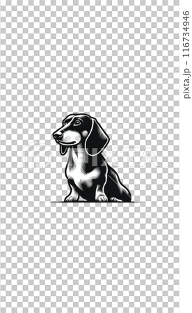 Monotone image of a German Dachshund, a small dog with short legs and a long body. 116734946