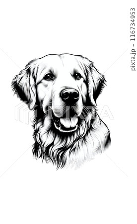 スコットランドのゴールデン・レトリーバーのモノトーン画像。優しく愛情深い性格で、黄金の被毛が特徴。 116734953