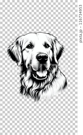 蘇格蘭金毛獵犬的單色影像。它個性善良、深情,其特徵是金色的皮毛。 蘇格蘭金毛獵犬的單色影像。它個性善良、深情,其特徵是金色的皮毛。 116734953