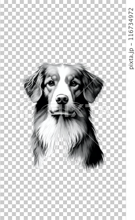 カナダのノヴァ・スコシア・ダック・トーリング・レトリーバーのモノトーン画像。中型で活発、狩猟犬として 116734972