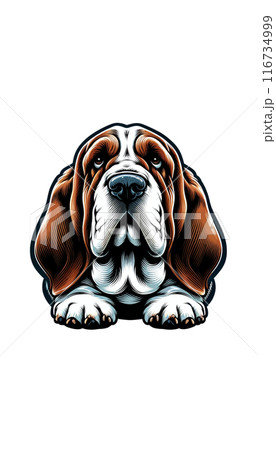 イギリスのバセット・ブルドッグのカラー画像。力強く頑丈、独特な外見が特徴。 116734999