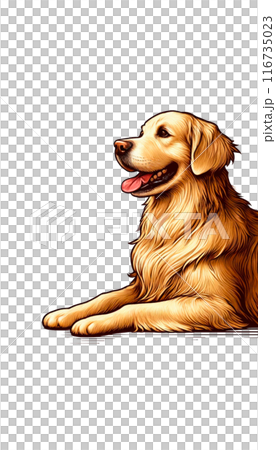 スコットランドのゴールデン・レトリーバーのカラー画像。優しく愛情深い性格で、黄金の被毛が特徴。 116735023