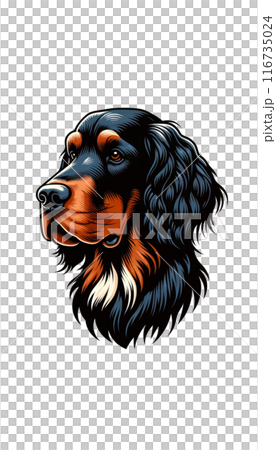 スコットランドのゴードン・セッターのカラー画像。黒と茶色の被毛が特徴的、狩猟犬として優れる。 116735024