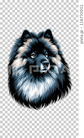 荷蘭毛毛獵犬的彩色影像。它的特點是毛茸茸的皮毛和友善的個性。 荷蘭毛毛獵犬的彩色影像。它的特點是毛茸茸的皮毛和友善的個性。 116735031