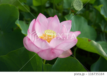 大賀蓮の花のある風景 大賀蓮の花のある風景 116735164