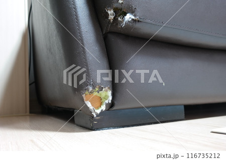 Corner of sofa damaged by dog bite Corner of sofa damaged by dog bite 116735212