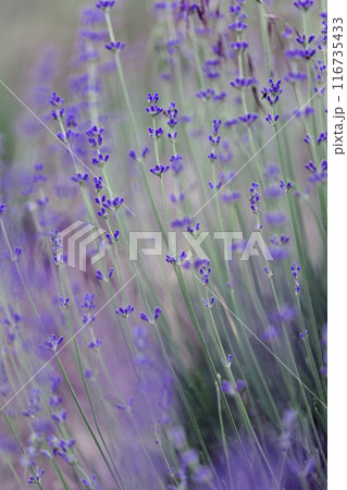 Provence - lavender field Provence - lavender field 116735433