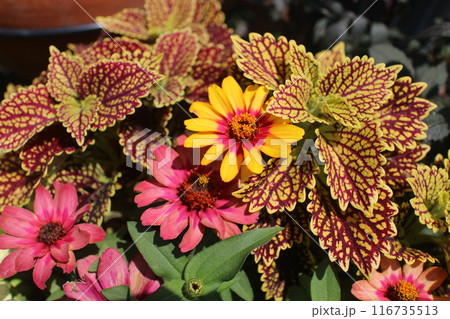ジニアとコリウスの寄せ植え 116735513