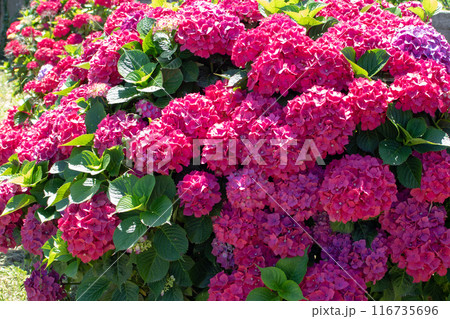 Hydrangea shrubs with red flowers garden hedge. Hydrangea shrubs with red flowers garden hedge. 116735696