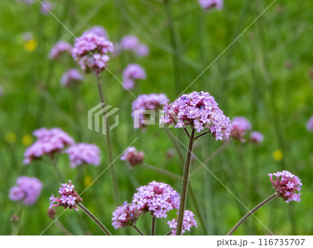 Verbena bonariensis purple flowers with decorative stems. Verbena bonariensis purple flowers with decorative stems. 116735707