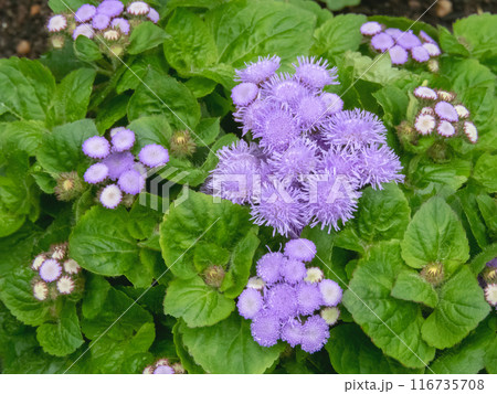 Ageratum houstonianum or flossflower flowers corymb close-up 116735708