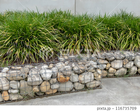 Gabion and carex morrowii or japanese sedge. 116735709