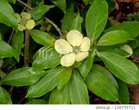 Cornus capitata or evergreen dogwood branch with flowers and leaves close-up. Cornus capitata or evergreen dogwood branch with flowers and leaves close-up. 116735711
