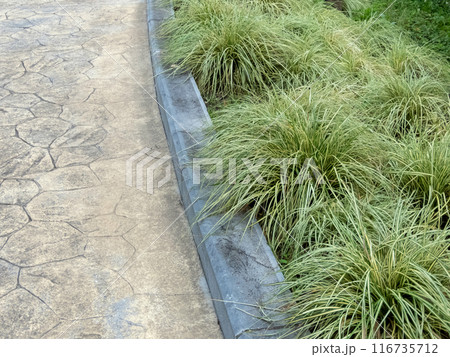 Carex oshimensis or Japanese sedge grass framing concrete footpath in the public park Carex oshimensis or Japanese sedge grass framing concrete footpath in the public park 116735712