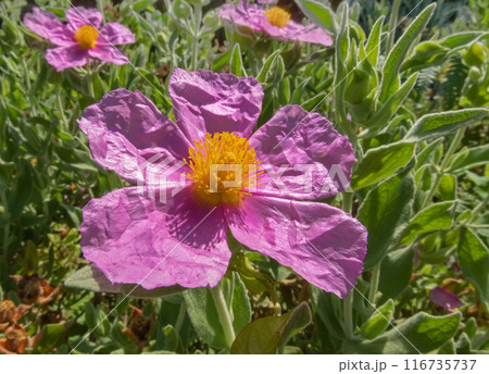 Cistus albidus or grey-leaved cistus pink flowers with crinkled petals and yellow stamens in the sunny garden Cistus albidus or grey-leaved cistus pink flowers with crinkled petals and yellow stamens in the sunny garden 116735737
