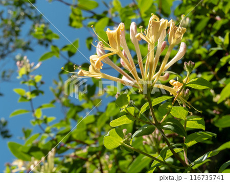 Honeysuckle or lonicera periclymenum yellow flowers and pink buds Honeysuckle or lonicera periclymenum yellow flowers and pink buds 116735741