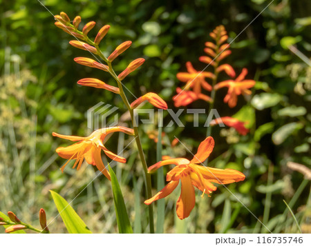 Crocosmia x crocosmiflora or montbretia plant orange flowers Crocosmia x crocosmiflora or montbretia plant orange flowers 116735746