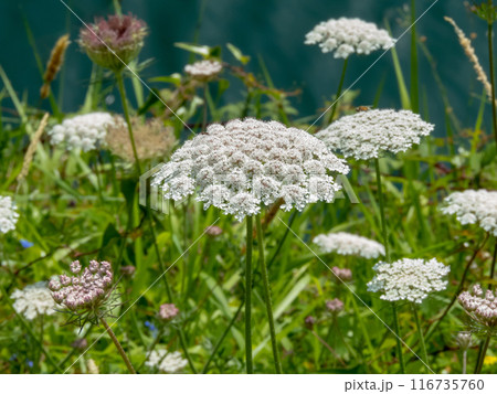 Daucus carota or wild carrot white umbel inflorescences. Daucus carota or wild carrot white umbel inflorescences. 116735760