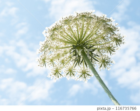 Daucus carota or wild carrot white umbel bottom up view on the blue sky blurred background. Daucus carota or wild carrot white umbel bottom up view on the blue sky blurred background. 116735766