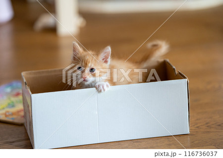 Ginger little cute kitten plays in a small box. Fun for cats. Pets Ginger little cute kitten plays in a small box. Fun for cats. Pets 116736037