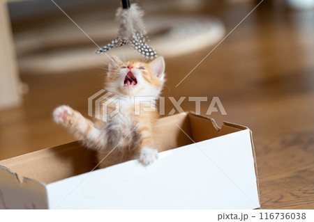 Funny ginger little cute kitten from open mouth plays in a small box with toy. Fun for cats. Pets Funny ginger little cute kitten from open mouth plays in a small box with toy. Fun for cats. Pets 116736038
