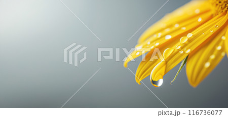 Close-up Of Oil Droplets On The Petals Of A Sunflower, On A Gray Background With Copy Space 116736077