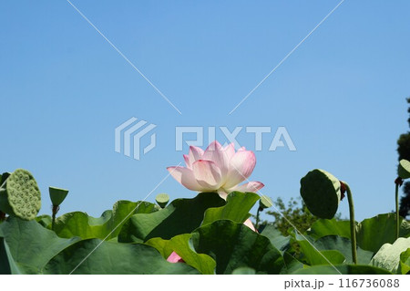 青空に映える蓮の花　夏の蓮池 116736088