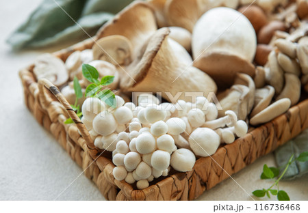 Assortment of various raw mushrooms 116736468