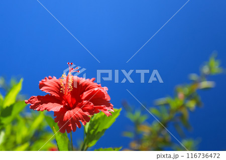 沖縄の青い空と赤いハイビスカス 116736472