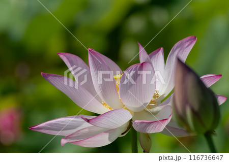 朝日を浴びた美しい蓮 116736647