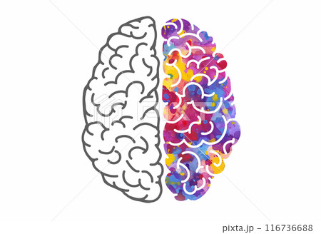 Watercolor brain, left and right hemispheres. Vector illustration Watercolor brain, left and right hemispheres. Vector illustration 116736688