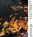 Yellow Carp 116736877