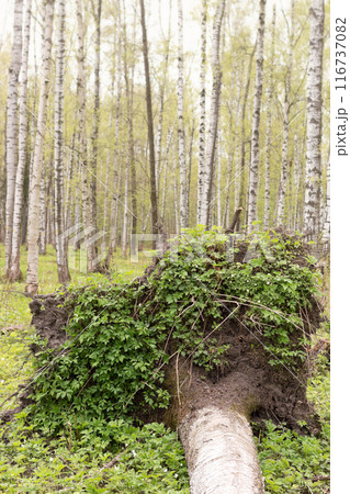 A falling tree in birch grove in the spring A falling tree in birch grove in the spring 116737082