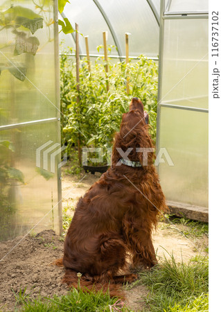 Happy Irish setter dog near glasshouse at backyard, full body. Summer day 116737102