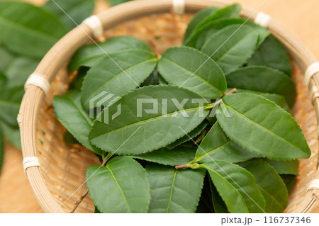 緑茶の葉っぱ 116737346