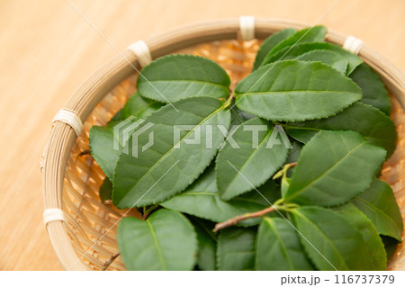 緑茶の葉っぱ 緑茶の葉っぱ 116737379