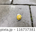 Snail 116737381