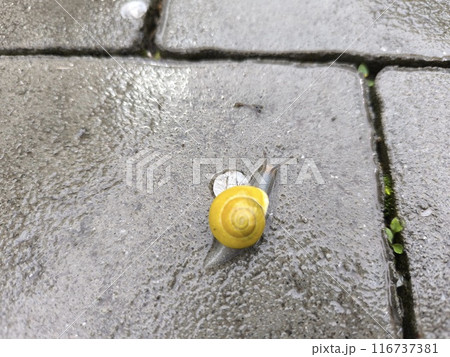 Snail Snail 116737381