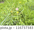 dandelions 116737383