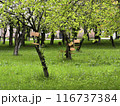 bird feeders 116737384