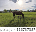 A horse is grazing 116737387