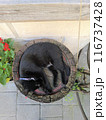 Cat sleeps on a wooden barrel 116737428