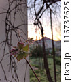 Dew on young grape leaves 116737625