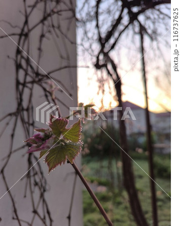 Dew on young grape leaves 116737625