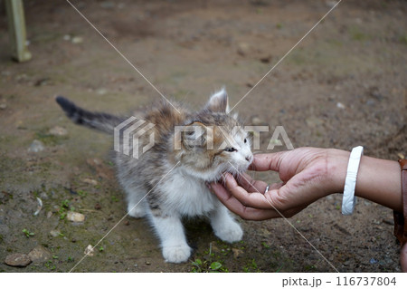 Love towards little Kitten Love towards little Kitten 116737804