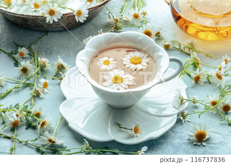 Chamomile flower tea. A tea cup and a tea pot with fresh medicinal flowers 116737836